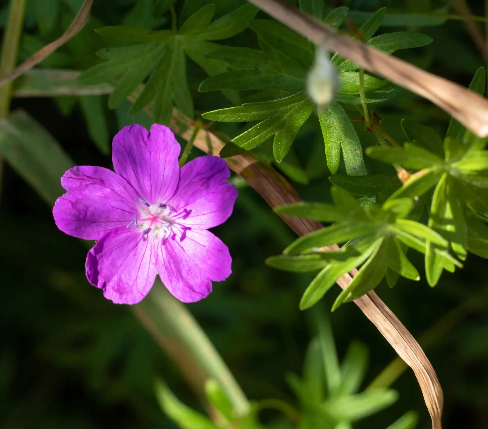 Bloody Cranesbill (Geranium Sanguineum) — the Bloody Cranesbill is an excellent addition to borders; ground cover / perennial with pink blooms