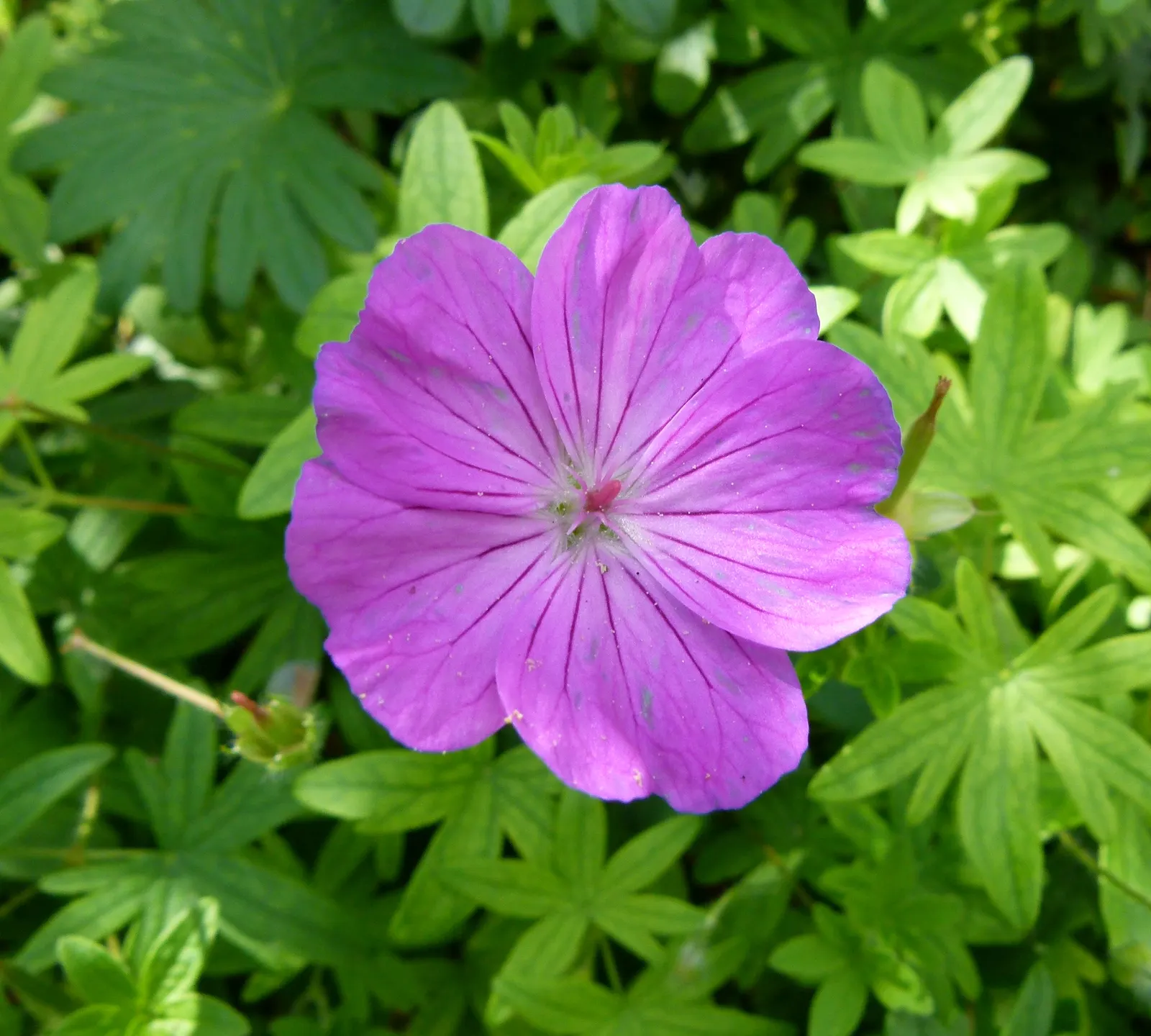 Bloody Cranesbill (Geranium Sanguineum) — making it ideal for borders and rock gardens; or as an underplanting for taller perennials or shrubs, image 72
