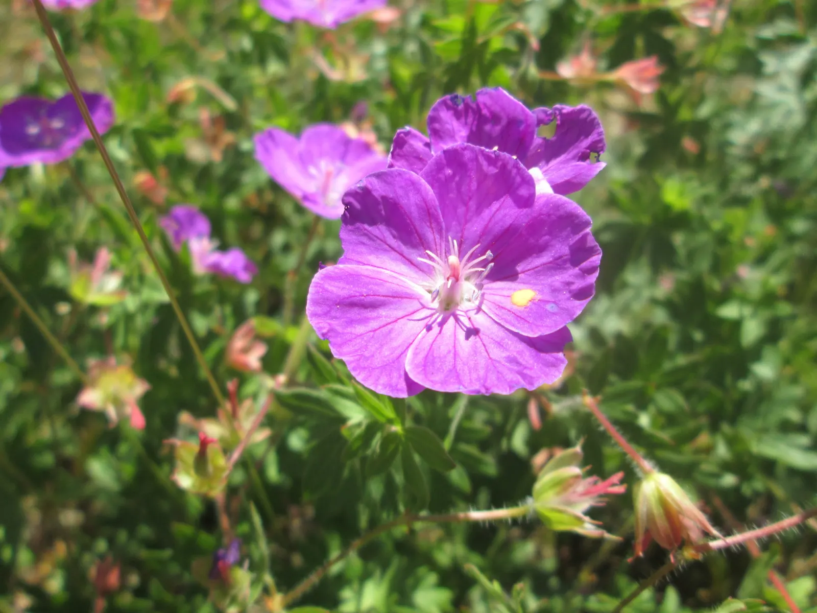 Bloody Cranesbill (Geranium Sanguineum) — mounding habit and can be strategically planted to control erosion; <br><br>With its low maintenance, image 56