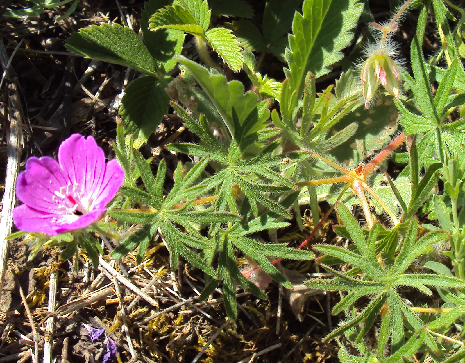 Bloody Cranesbill (Geranium Sanguineum) — scientifically known as Geranium sanguineum; it boasts a low mound of fine-textured foliage