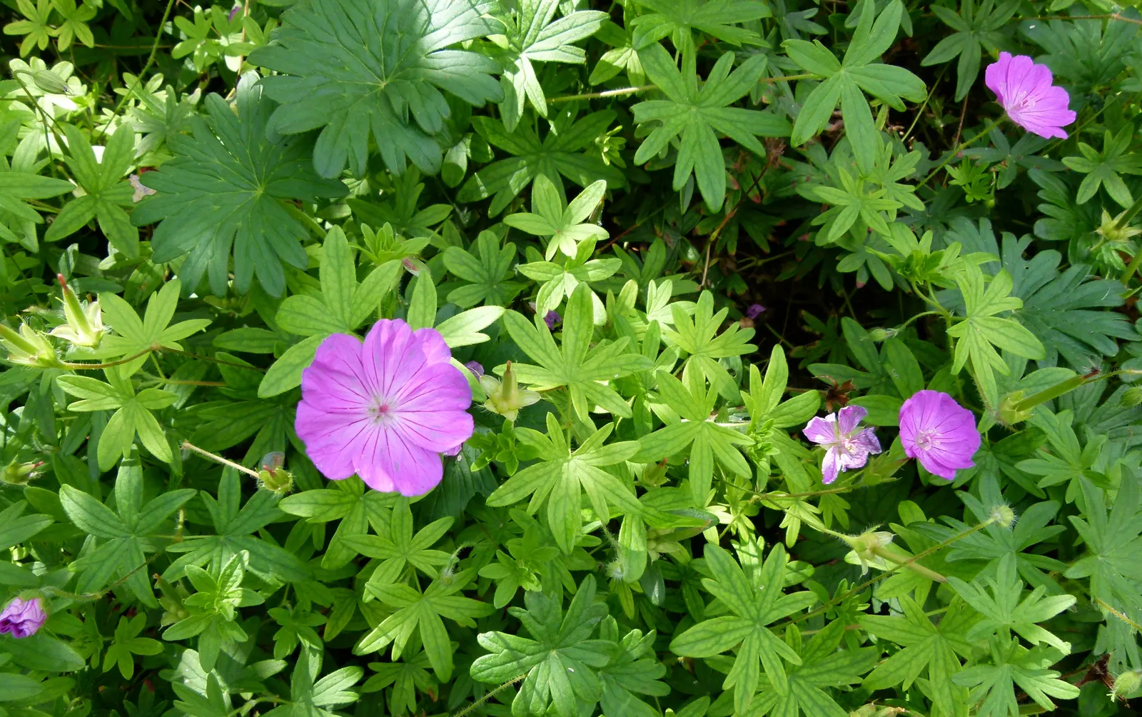 Bloody Cranesbill (Geranium Sanguineum) — providing a beautifully textured; additionally, it is deer and rabbit resistant, making it a reliable, image 62