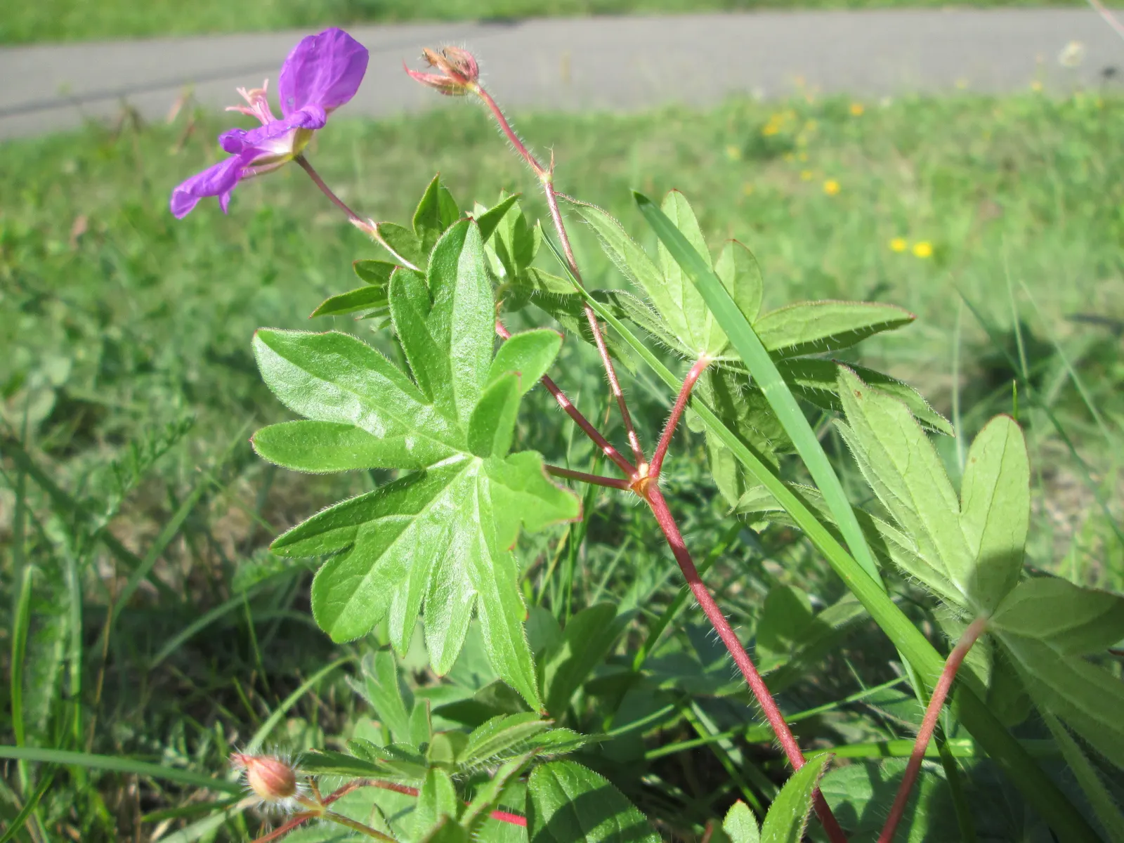 Bloody Cranesbill (Geranium Sanguineum) — mounding habit and can be strategically planted to control erosion; <br><br>With its low maintenance, image 78