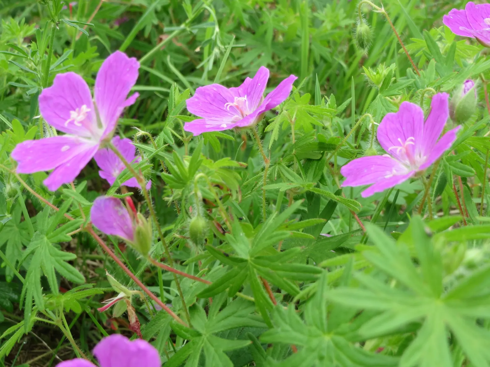 Bloody Cranesbill (Geranium Sanguineum) — colorful foreground in any landscape design; pink flowers in the garden