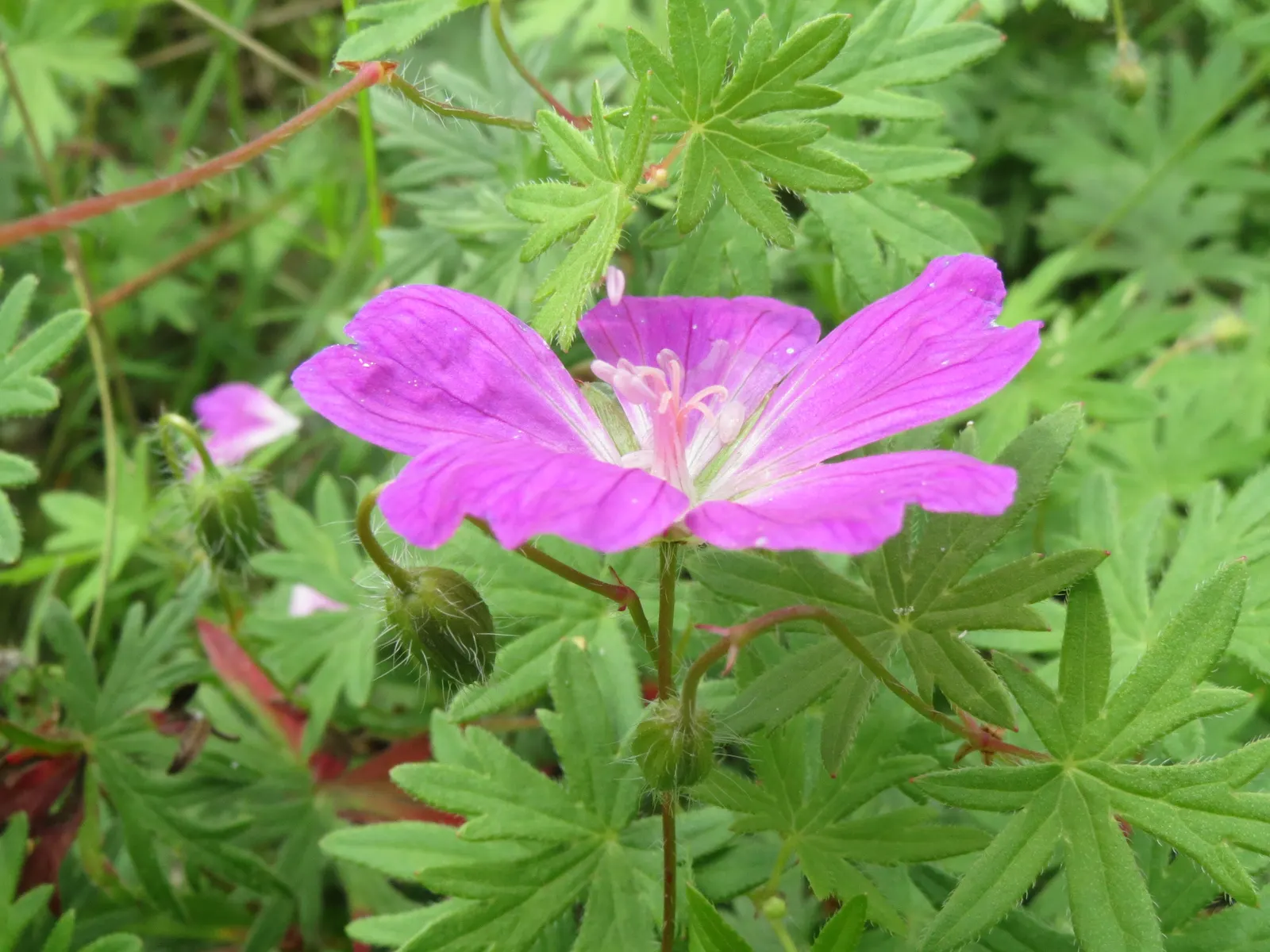 Bloody Cranesbill (Geranium Sanguineum) — This drought-tolerant species thrives in full sun to partial shade and requires well-draining soil; when mature, it