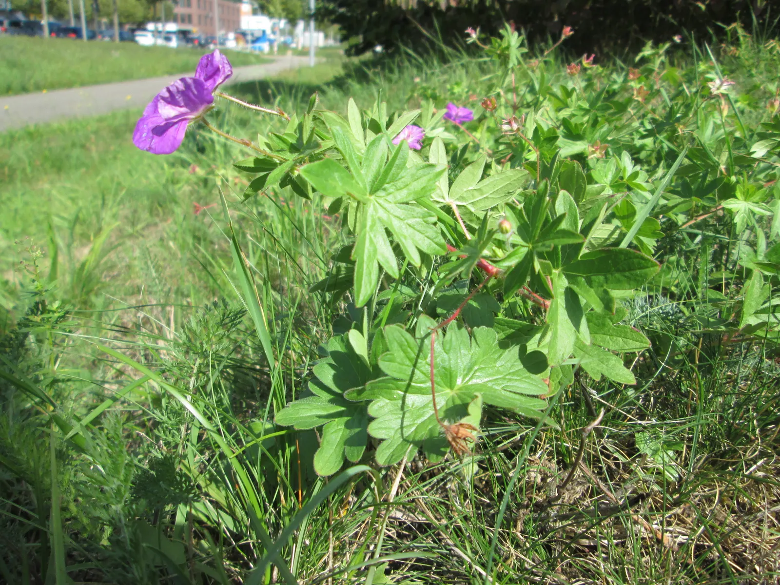 Bloody Cranesbill (Geranium Sanguineum) — ground cover / perennial with pink blooms; mounding habit and can be strategically planted to control, image 87