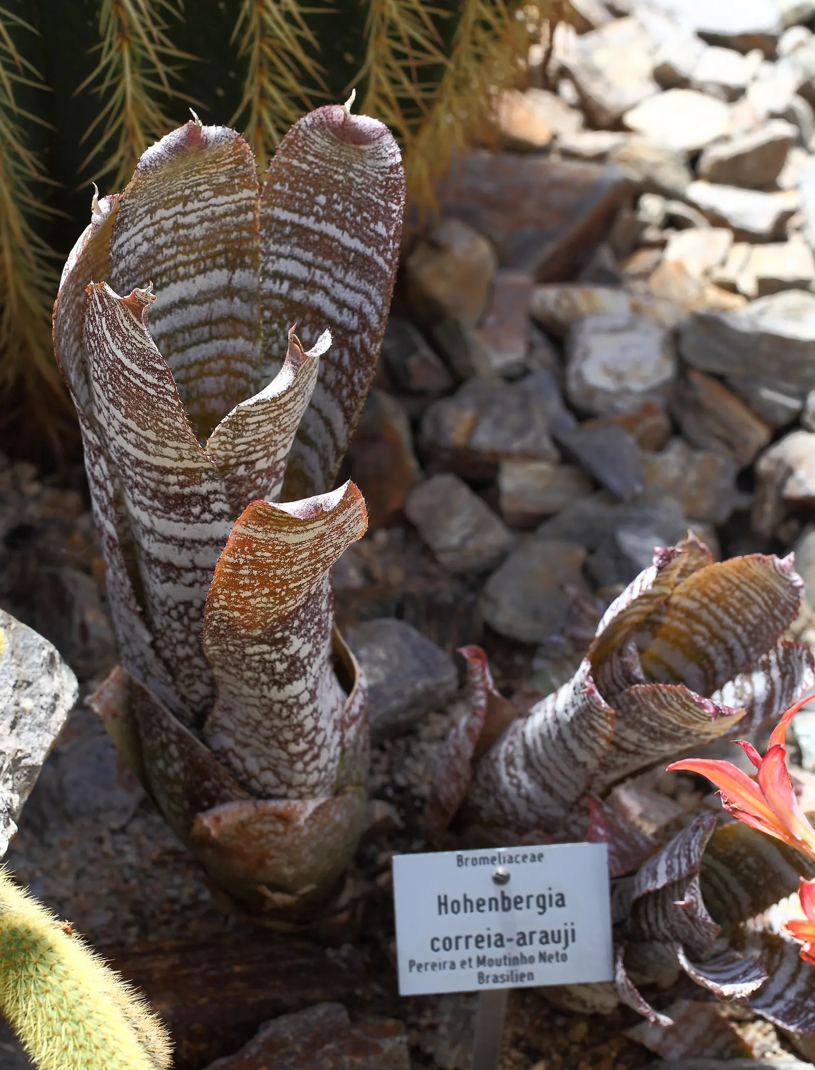 Hohenbergia Bromeliad (Hohenbergia Correia-Araujoi) — The leaves boast a rich green hue, serving as a verdant backdrop for the plant's remarkable inflorescence