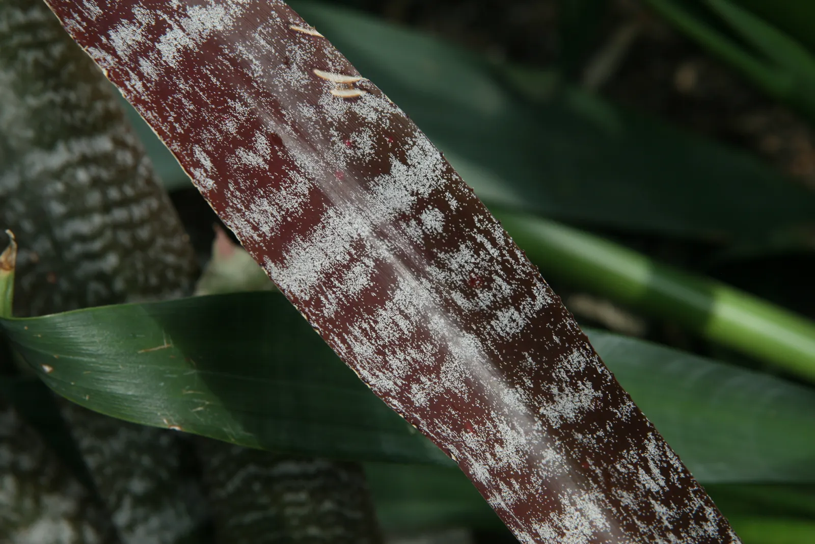Hohenbergia Bromeliad (Hohenbergia Correia-Araujoi) — bracted spikes that can soar up to 36 inches in height