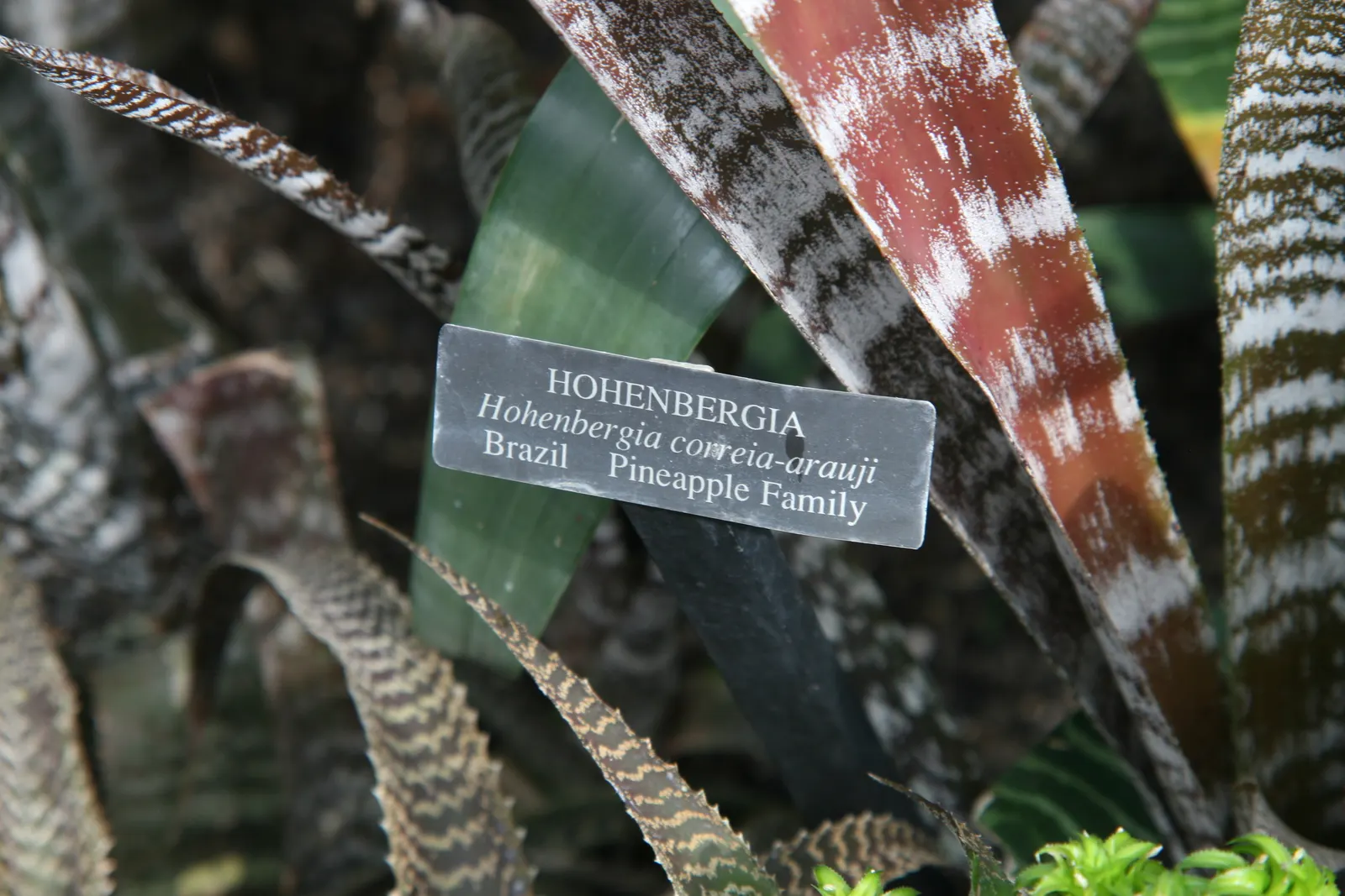 Hohenbergia Bromeliad (Hohenbergia Correia-Araujoi) — showcasing a vivid array of colors from deep reds to purples and blues during its blooming period