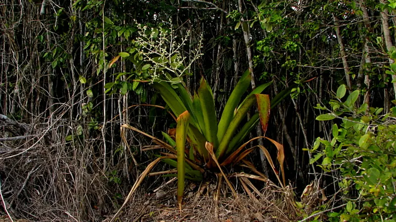 Hohenbergia Bromeliad (Hohenbergia Correia-Araujoi) — and it flourishes in both full and partial sunlight