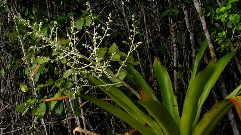 Hohenbergia Bromeliad (Hohenbergia Correia-Araujoi) — it requires minimal water
