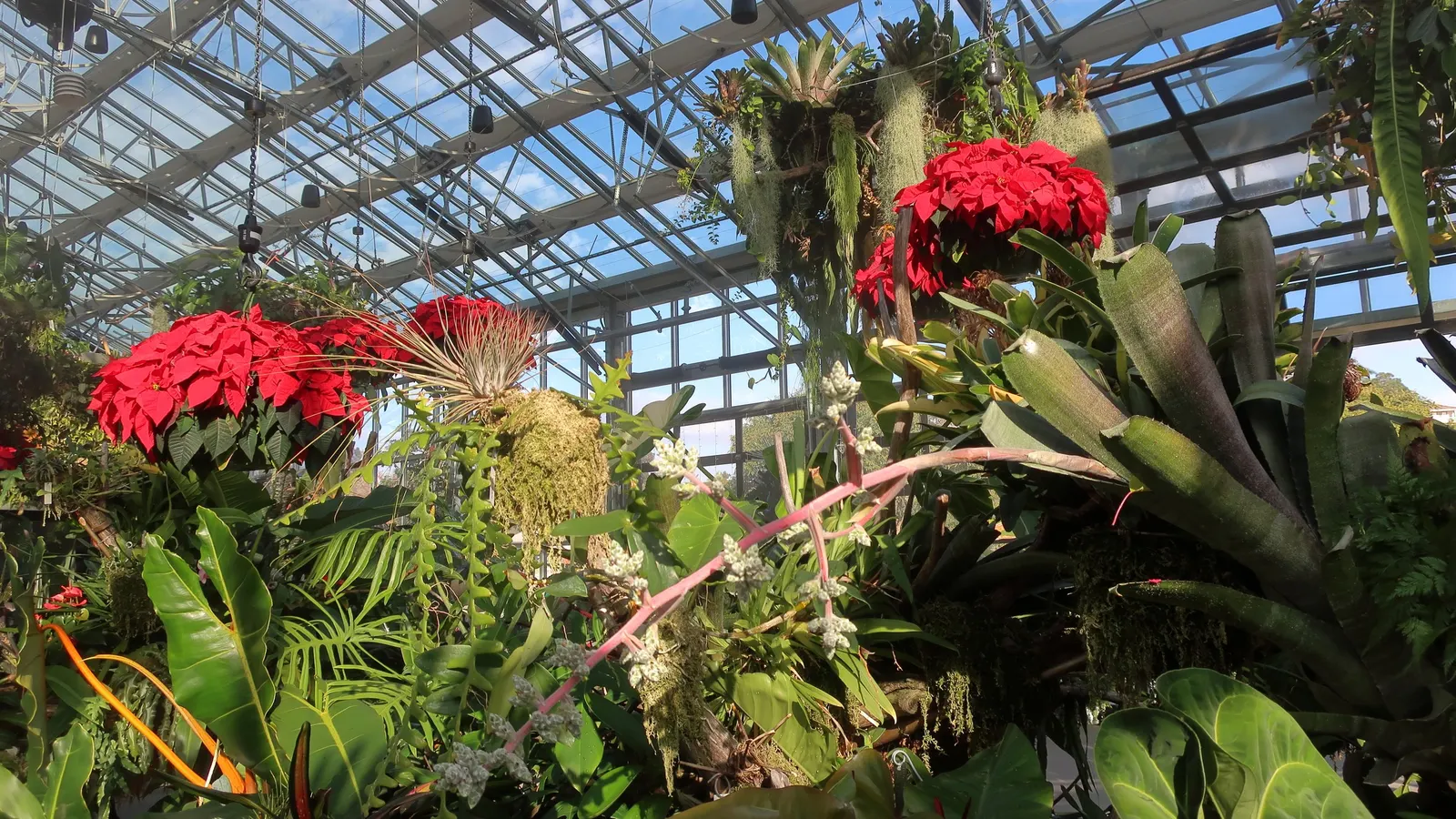 Hohenbergia Bromeliad (Hohenbergia Correia-Araujoi) — a captivating gem in the Bromeliad family