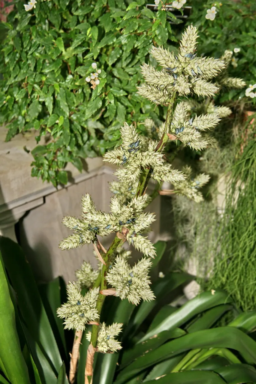 Hohenbergia Bromeliad (Hohenbergia Correia-Araujoi) — It serves well as a focal point in mixed borders or as a stunning container specimen