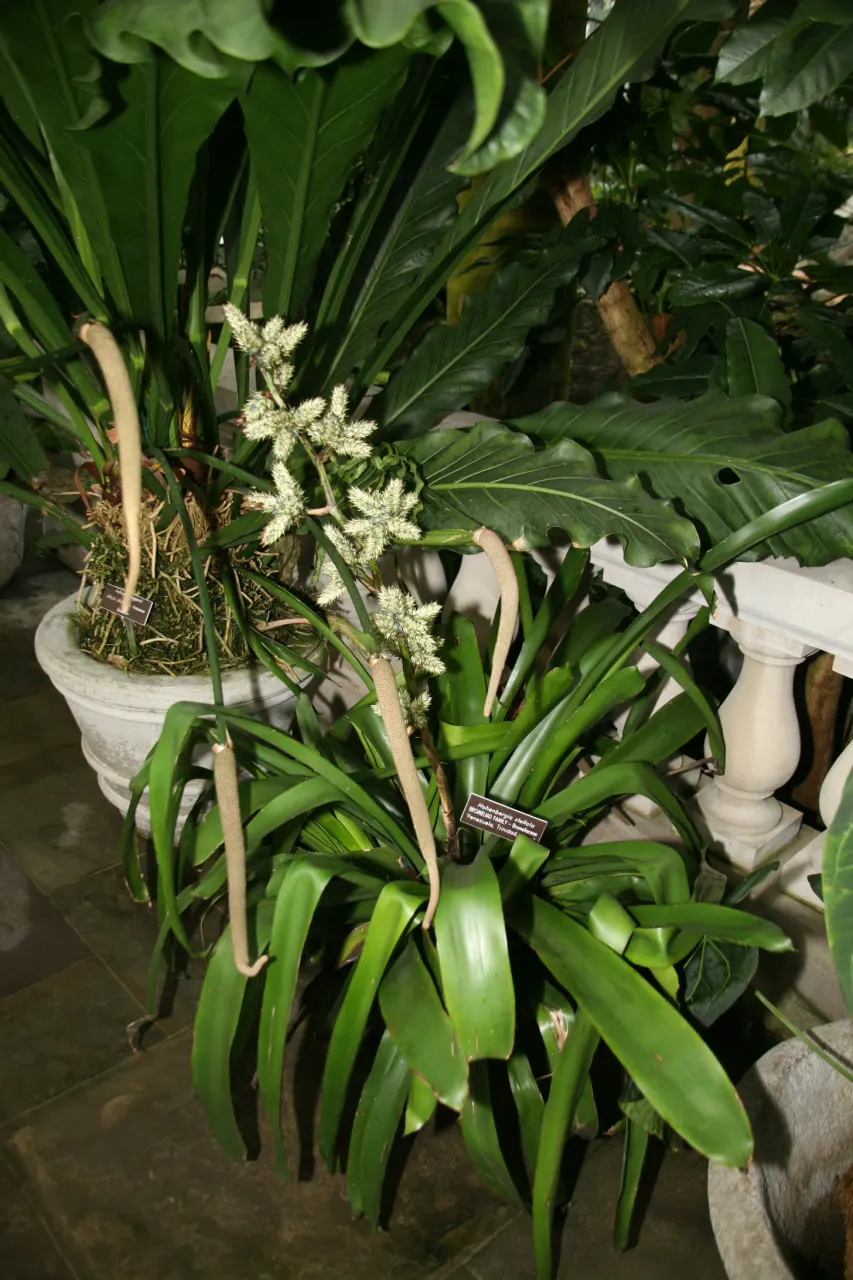 Hohenbergia Bromeliad (Hohenbergia Correia-Araujoi) — spiny leaves forming a rosette up to 3 feet wide