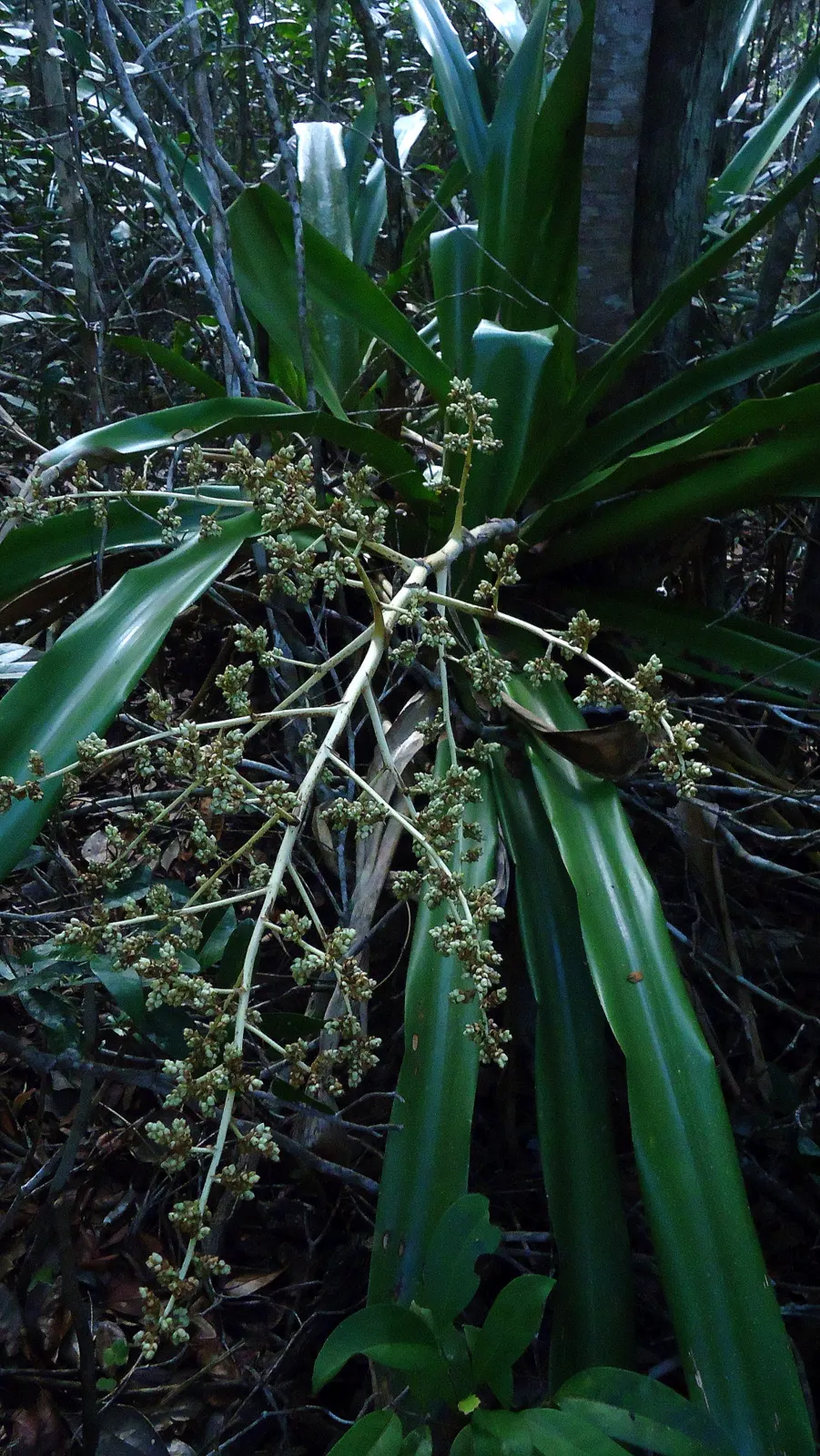 Hohenbergia Bromeliad (Hohenbergia Correia-Araujoi) — this plant thrives in USDA hardiness zones 10 and 11