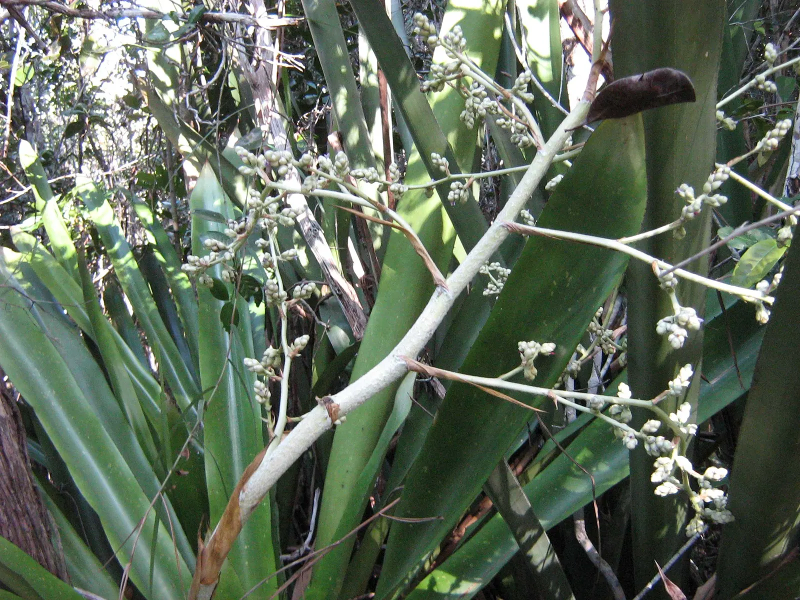 Hohenbergia Bromeliad (Hohenbergia Correia-Araujoi) — reaching lengths of up to 24 inches