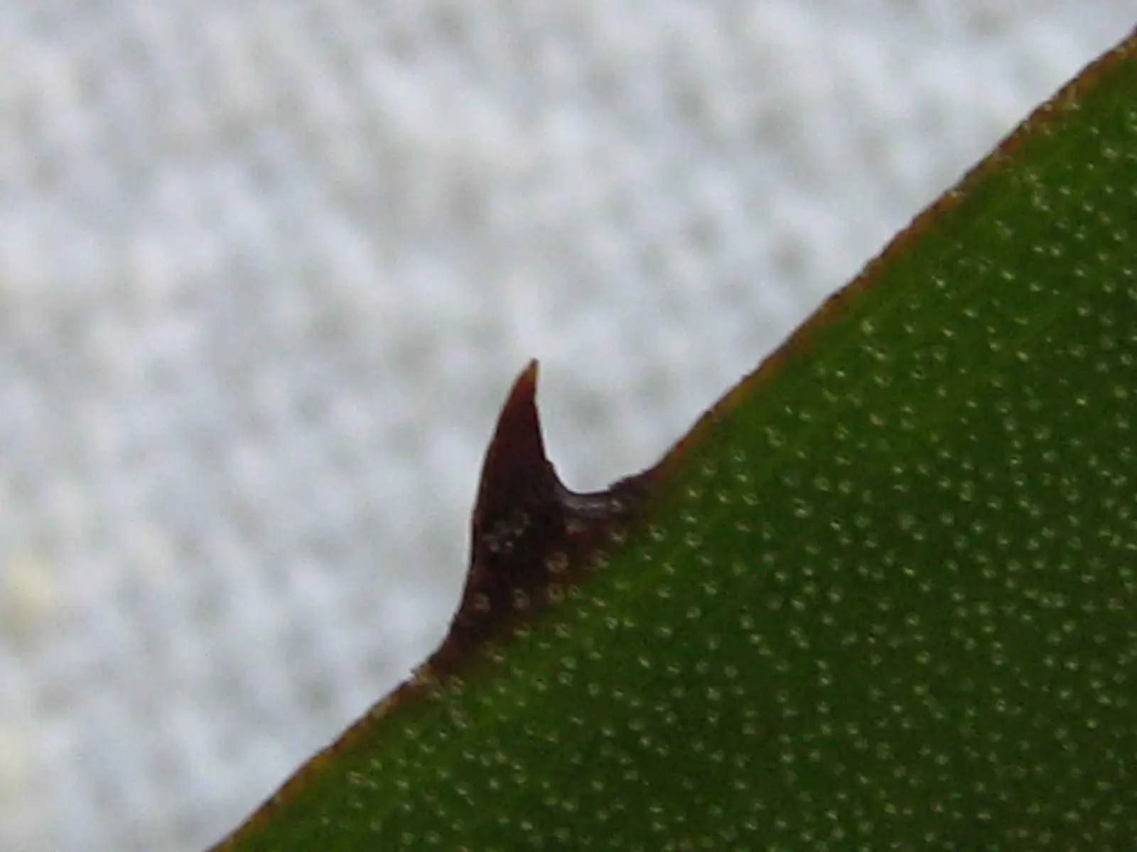 Hohenbergia Bromeliad (Hohenbergia Correia-Araujoi) — Ideal for accentuating subtropical themes