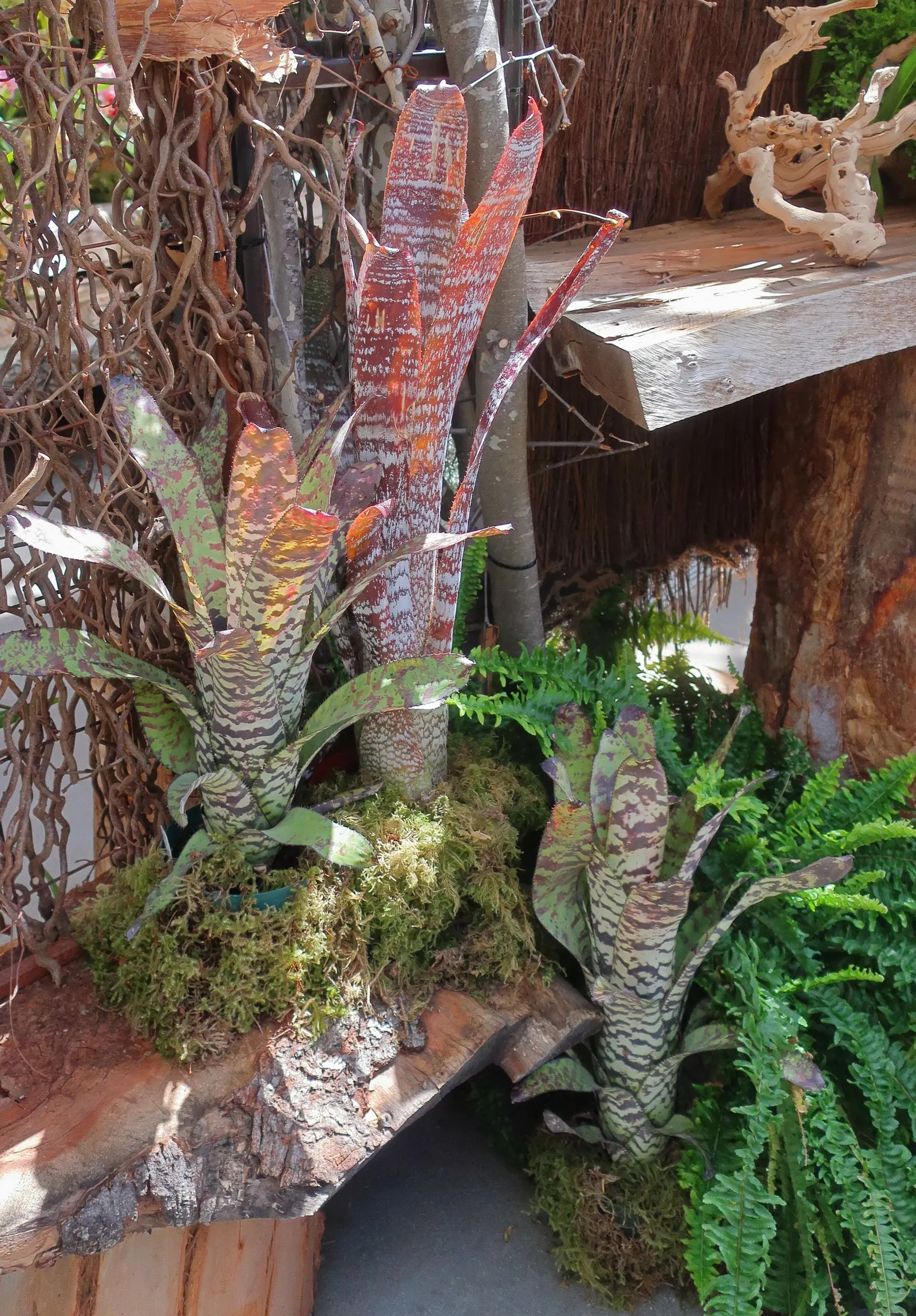 Hohenbergia Bromeliad (Hohenbergia Correia-Araujoi) — Originating from the rugged terrains of Brazil