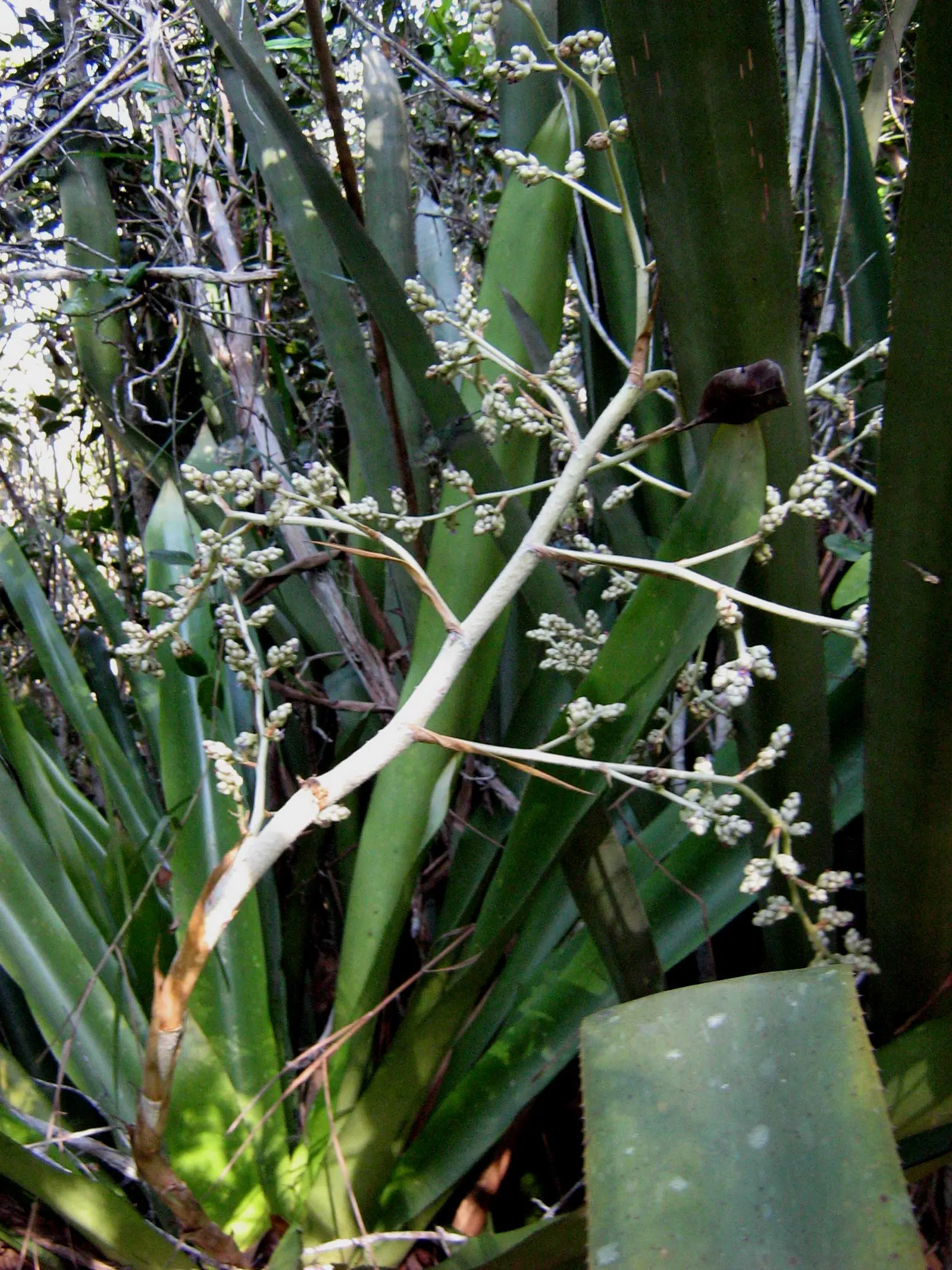 Hohenbergia Bromeliad (Hohenbergia Correia-Araujoi) — It boasts dramatic inflorescences with reddish-purple bracts and white flowers