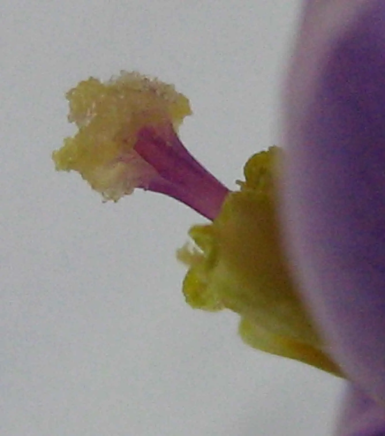 Hohenbergia Bromeliad (Hohenbergia Correia-Araujoi) — It is relatively low maintenance