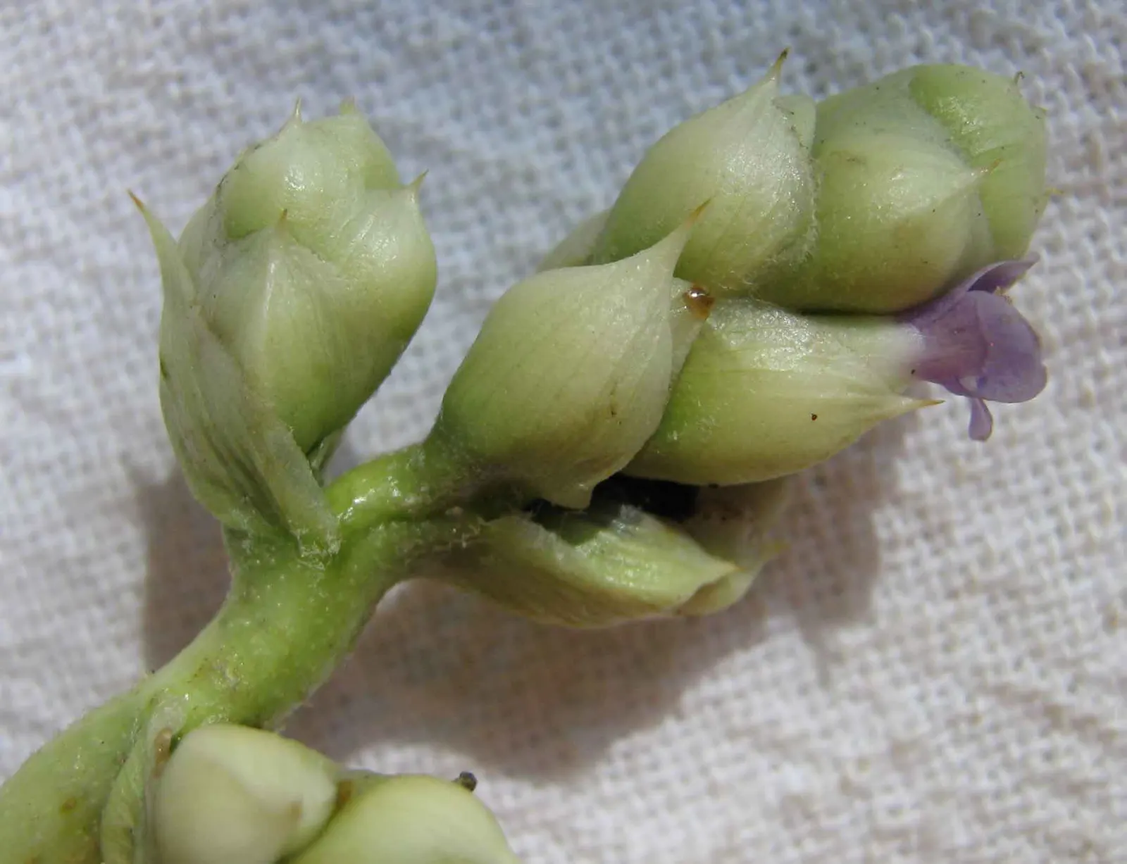 Hohenbergia Bromeliad (Hohenbergia Correia-Araujoi) — typically in the late winter or early spring.<br><br>For optimal growth