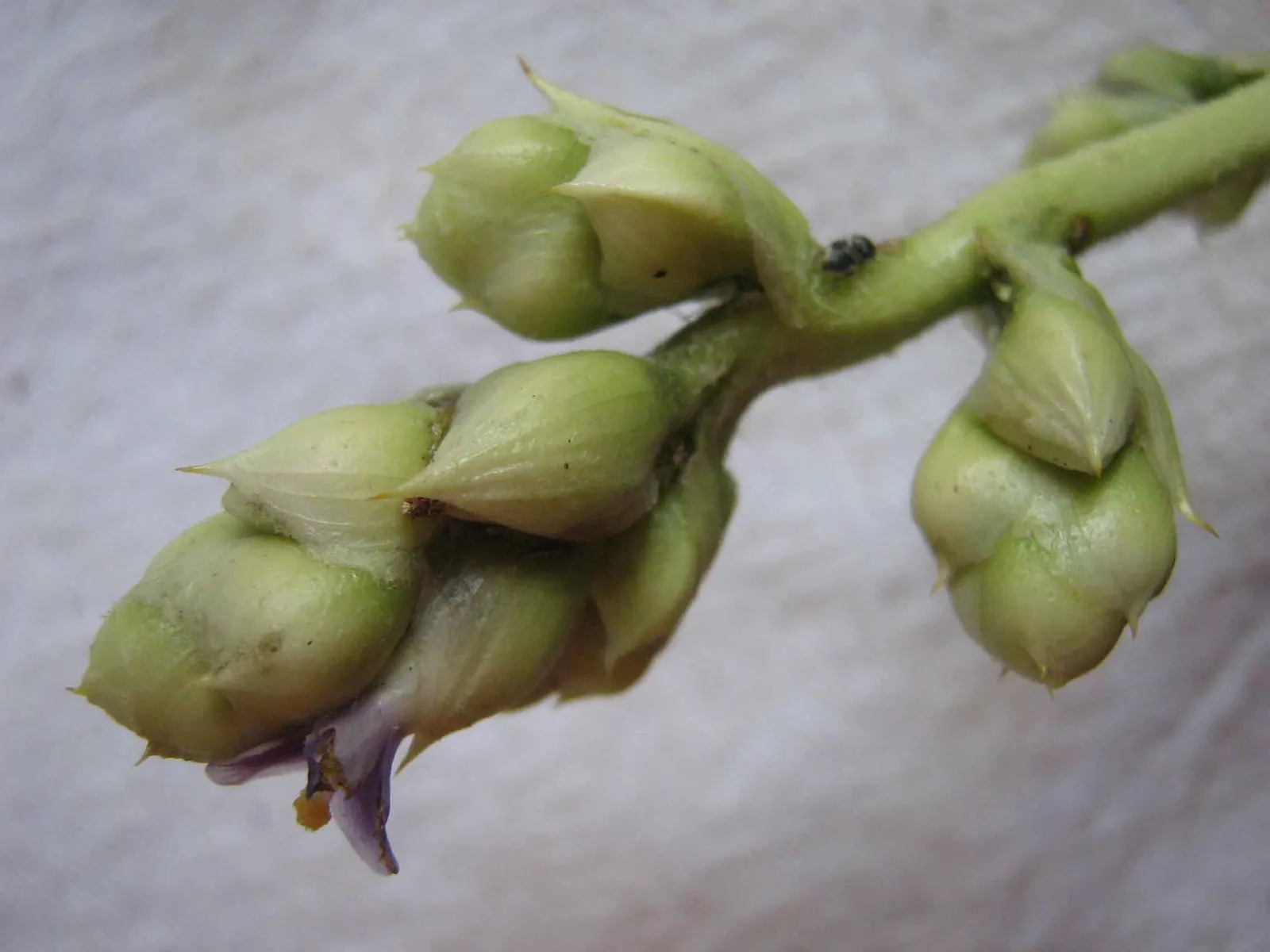 Hohenbergia Bromeliad (Hohenbergia Correia-Araujoi) — a striking tropical bromeliad
