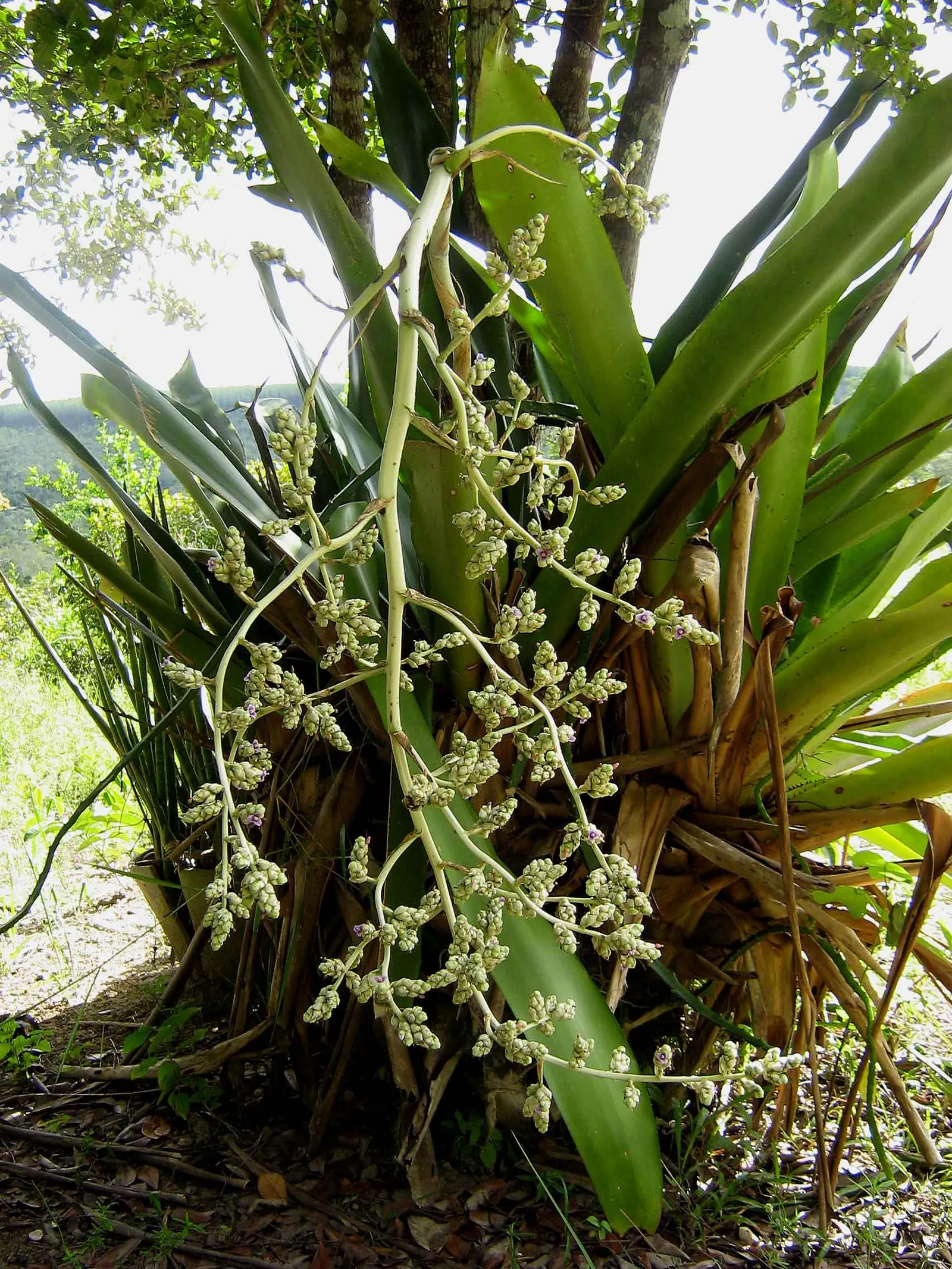 Hohenbergia Bromeliad (Hohenbergia Correia-Araujoi) — The floral display is characterized by bright