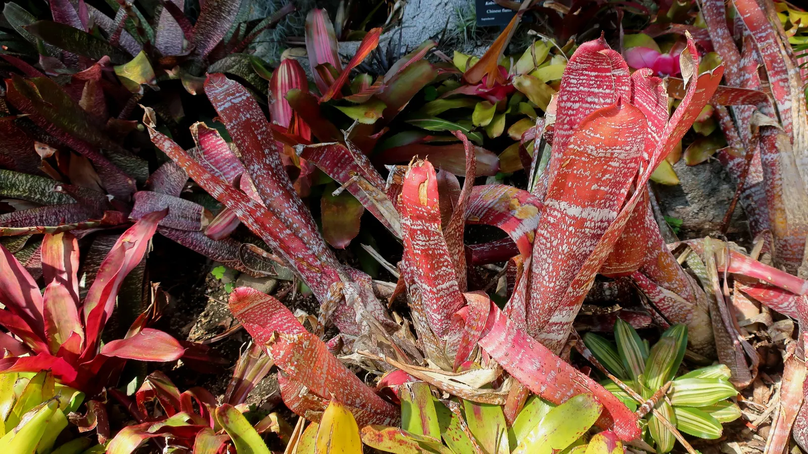 Hohenbergia Bromeliad (Hohenbergia Correia-Araujoi) — promising to intrigue onlookers and provide a lush