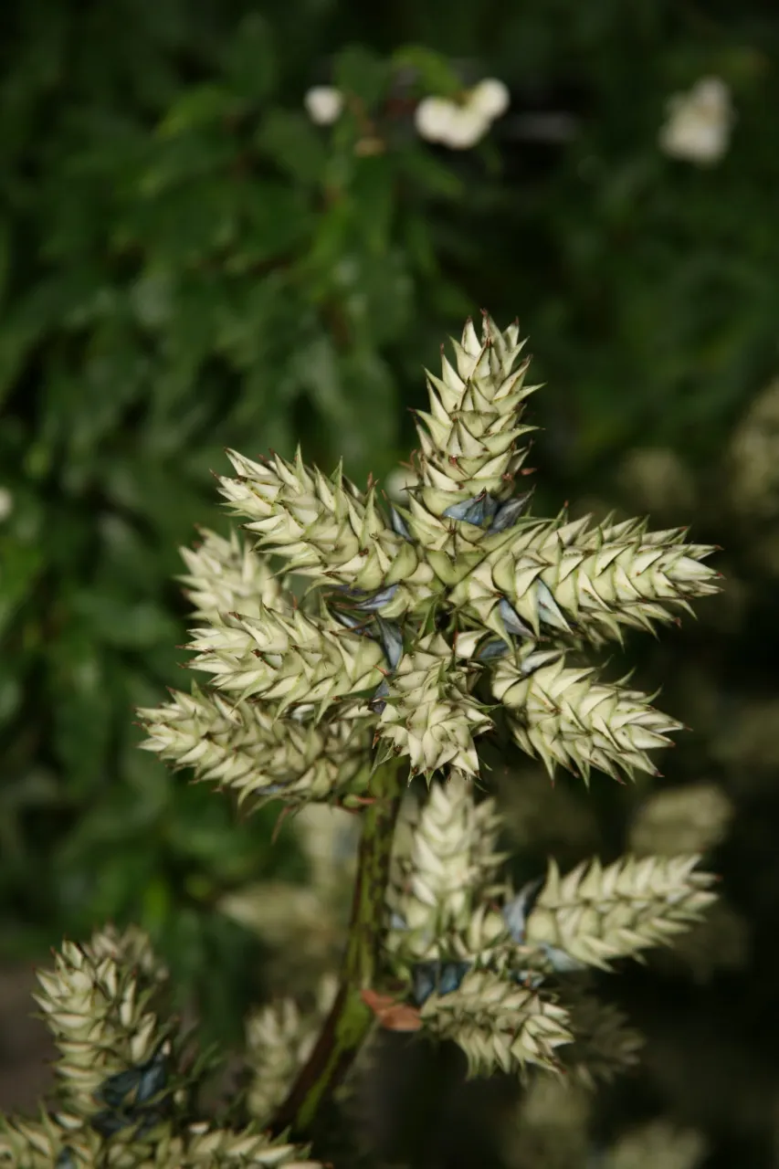 Hohenbergia Bromeliad (Hohenbergia Correia-Araujoi) — requiring minimal pruning