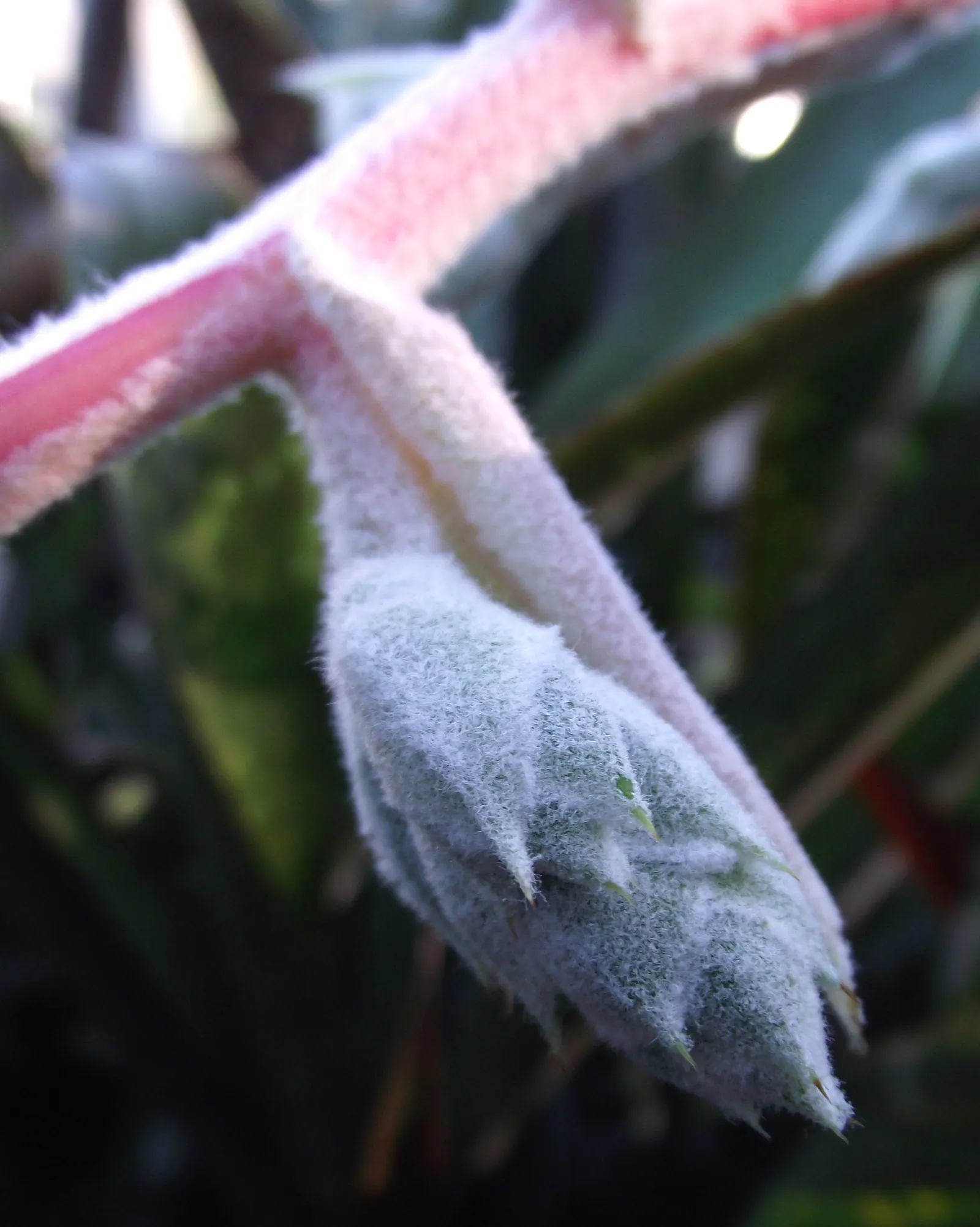 Hohenbergia Bromeliad (Hohenbergia Correia-Araujoi) — making it a low-maintenance addition for impactful visual interest