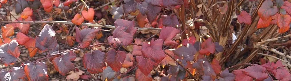 Diablo Ninebark (Physocarpus Opulifolius 'Diablo') — serving as a vibrant backdrop or privacy screen in landscaping designs
