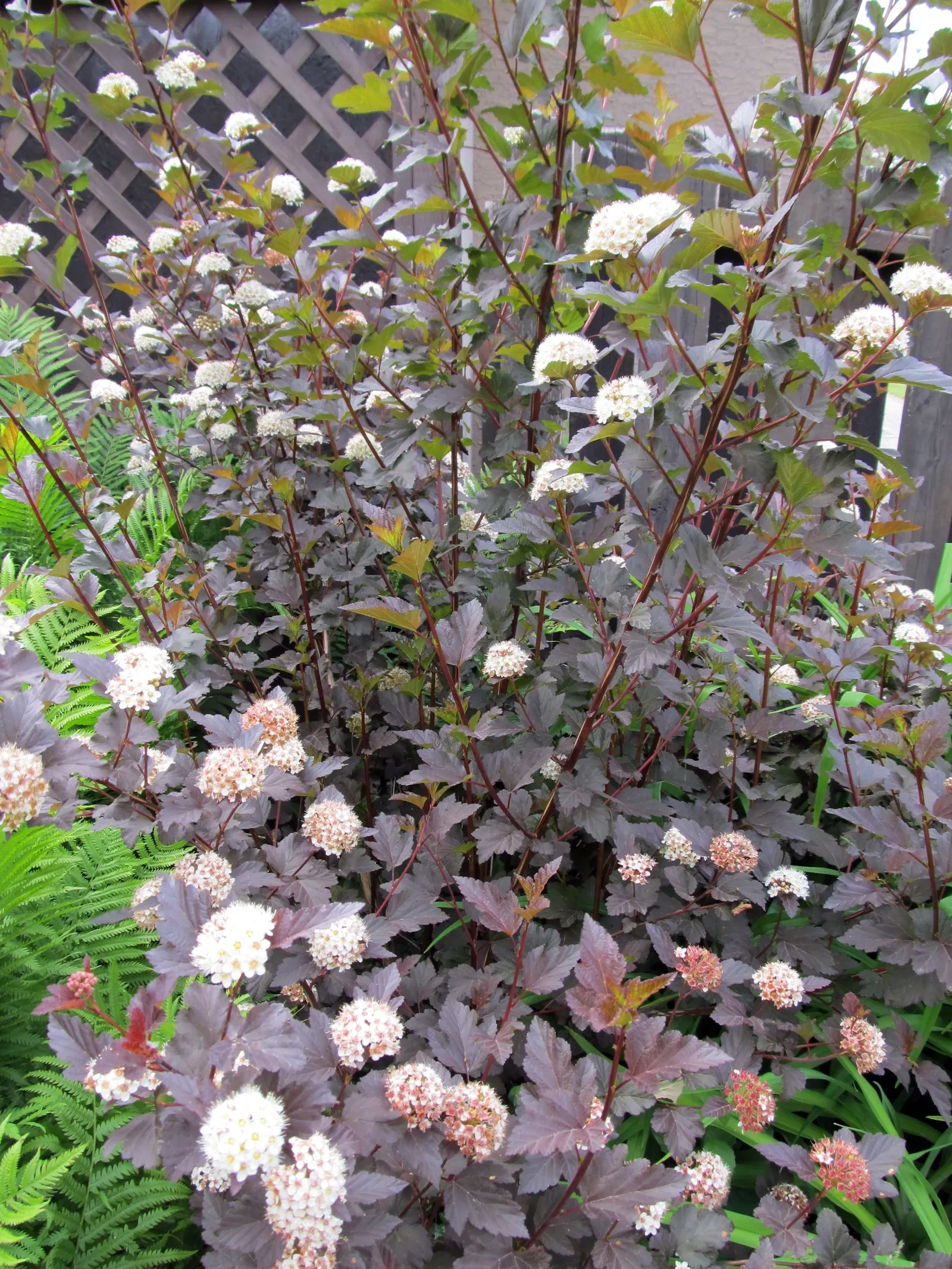 Diablo Ninebark (Physocarpus Opulifolius 'Diablo') — This hardy plant matures to about 4-8 feet in height and width