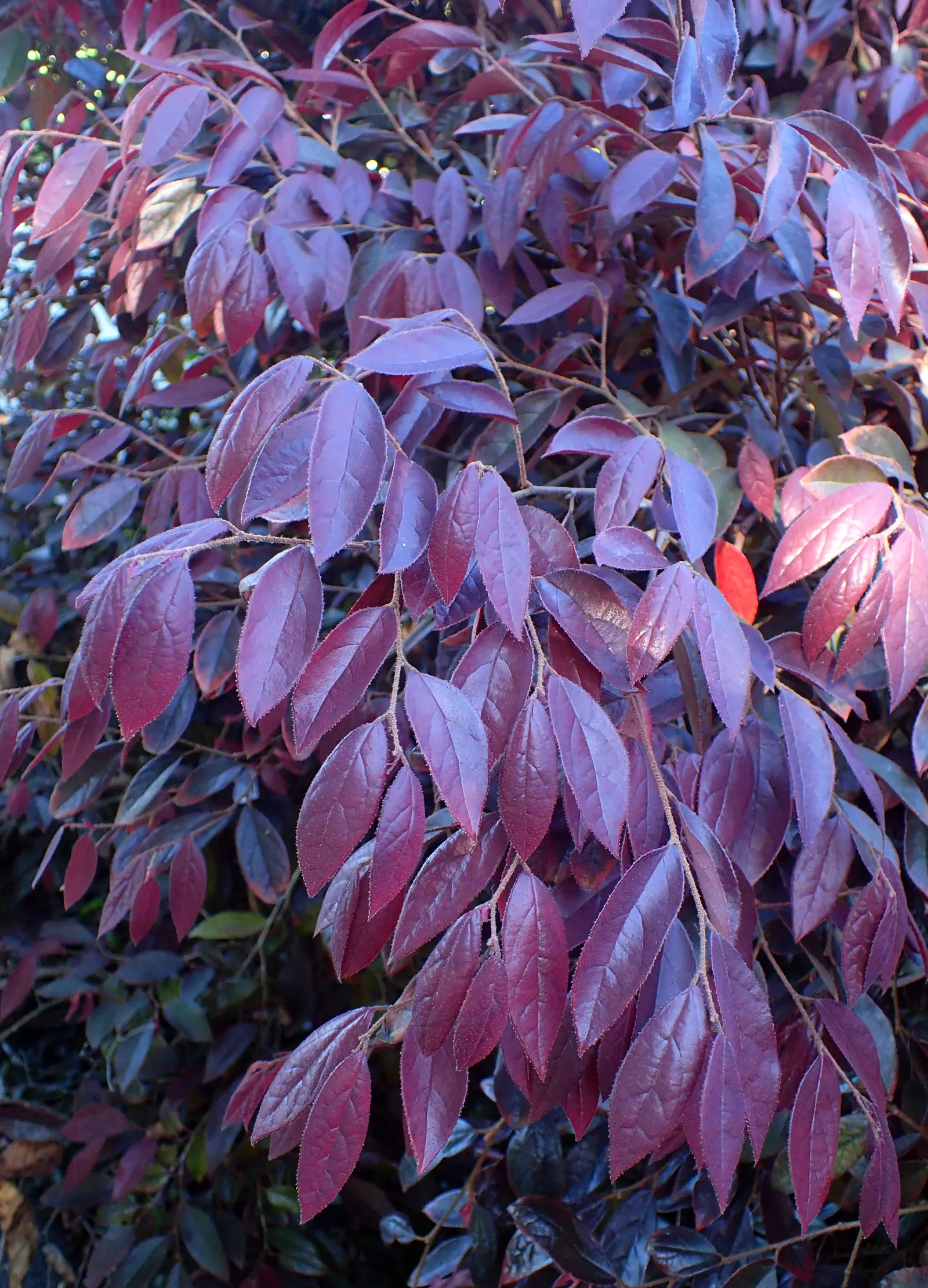 Fringe Flower (Loropetalum Chinense) — or as a stand-alone focal point in a varied garden composition; shrub for full or half
