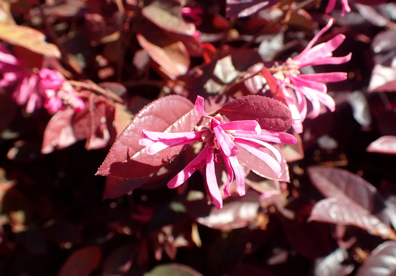 Fringe Flower (Loropetalum Chinense) — is an evergreen shrub with a mounding habit
