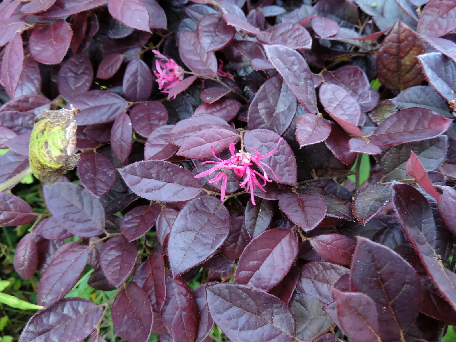 Fringe Flower (Loropetalum Chinense) — white flowers in the garden
