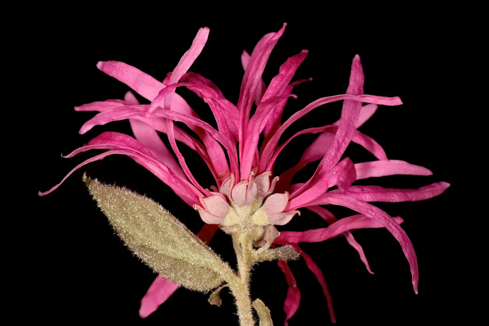 Fringe Flower (Loropetalum Chinense) — mounded form that can reach a mature height of 6 to 10 feet with a similar spread