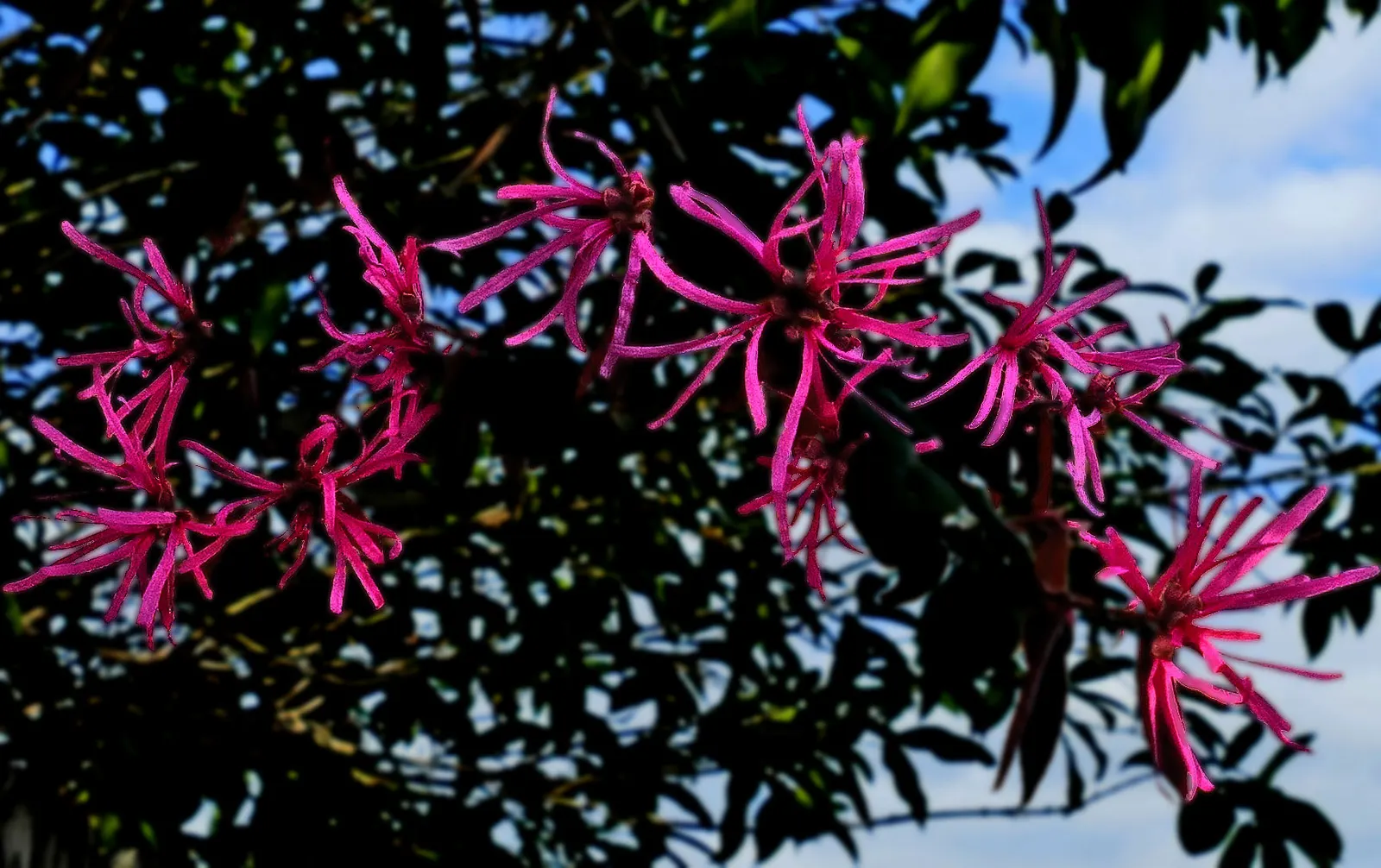 Fringe Flower (Loropetalum Chinense) — though dwarf varieties are also available for more compact spaces; is an evergreen shrub with a mounding habit