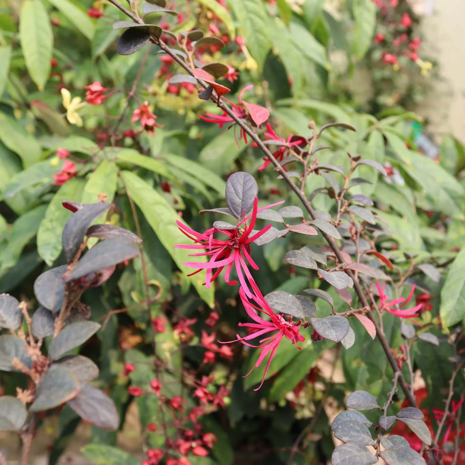 Fringe Flower (Loropetalum Chinense) — is an exquisite evergreen shrub native to the forests of Southeast Asia; preferring USDA Hardiness Zones 7-10, it