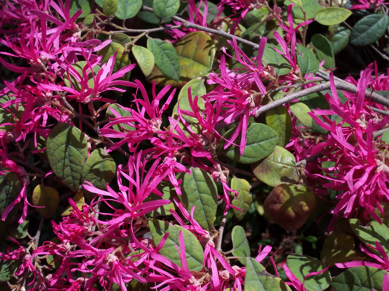 Fringe Flower (Loropetalum Chinense) — or as a stand-alone focal point in a varied garden composition; shrub for full or half, image 69