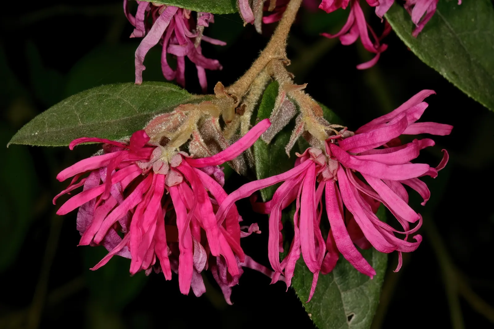 Fringe Flower (Loropetalum Chinense) — but acidic to neutral pH is ideal for vibrant leaf coloration; mounded form that can reach a mature height of 6 to 10