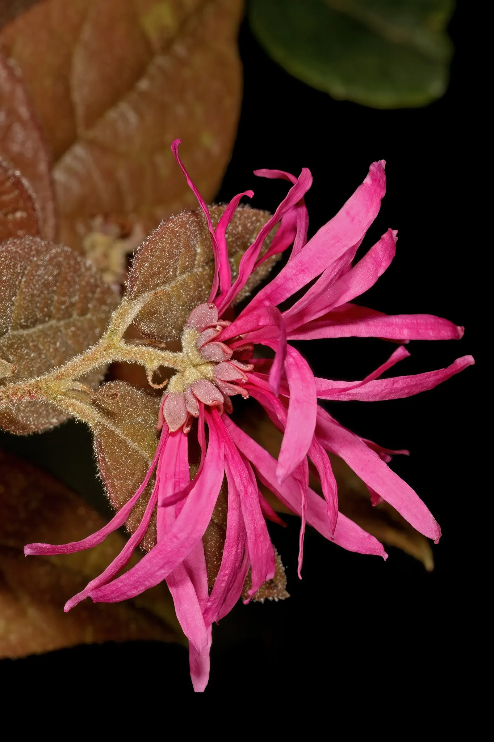 Fringe Flower (Loropetalum Chinense) — commonly called the Fringe Flower