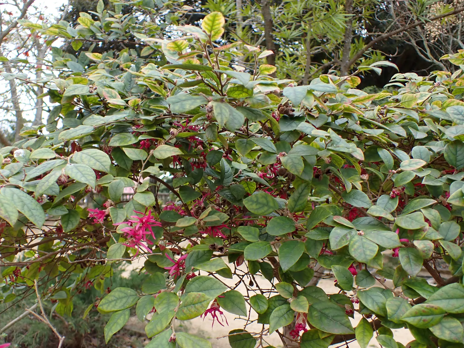 Fringe Flower (Loropetalum Chinense) — white flowers in the garden; scientifically named Loropetalum chinense