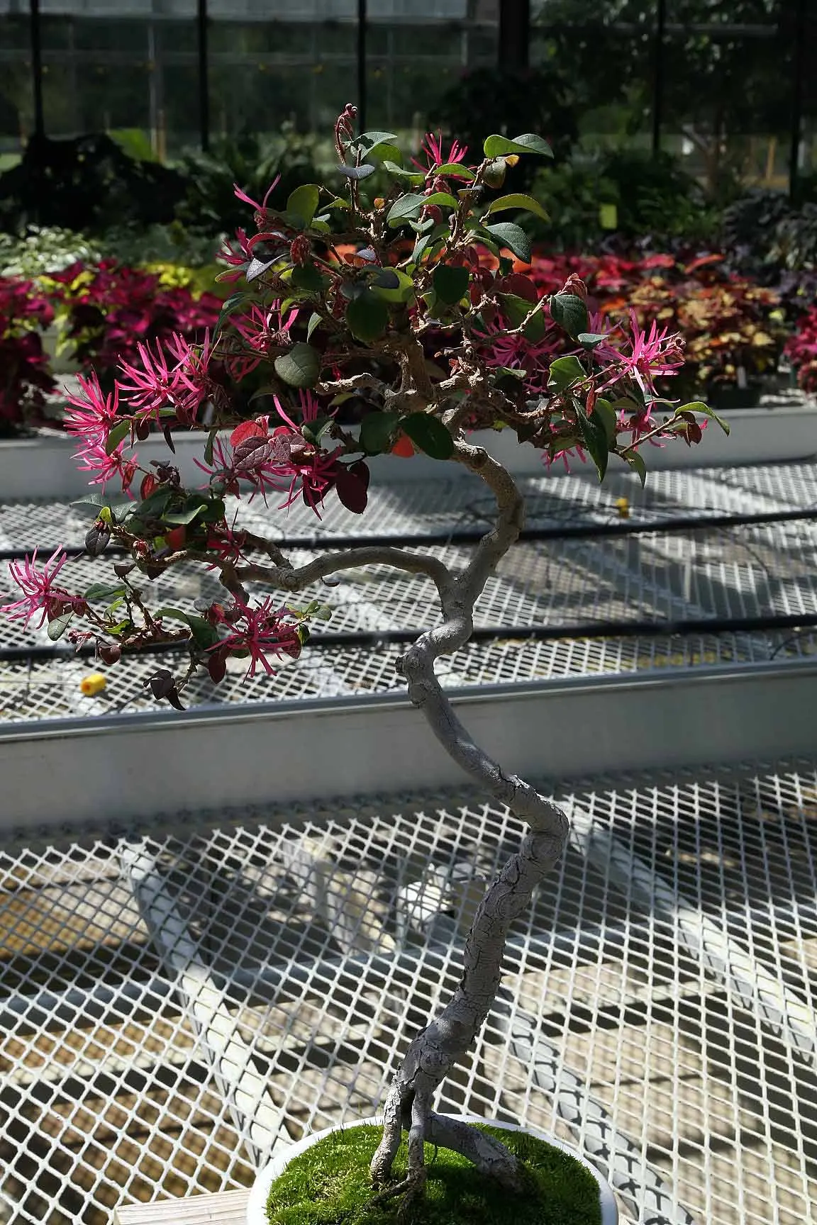 Fringe Flower (Loropetalum Chinense) — This plant performs well in hardiness zones 7 through 10 and can tolerate a range of soil conditions; reaching 6-12 ft