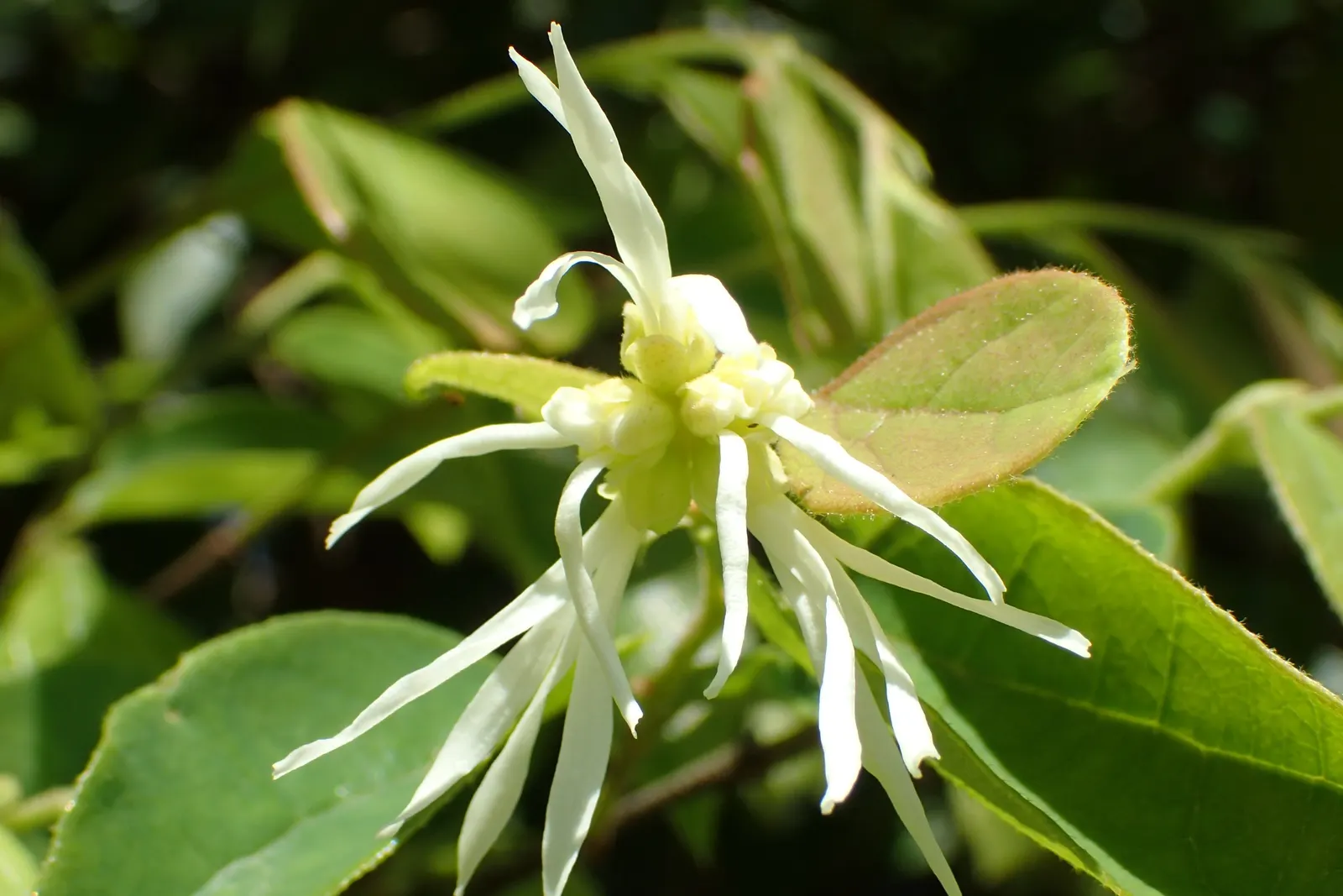 Fringe Flower (Loropetalum Chinense) — depending on the cultivar; the flowers typically exhibit hues of pink, magenta, or white, creating a vibrant contrast