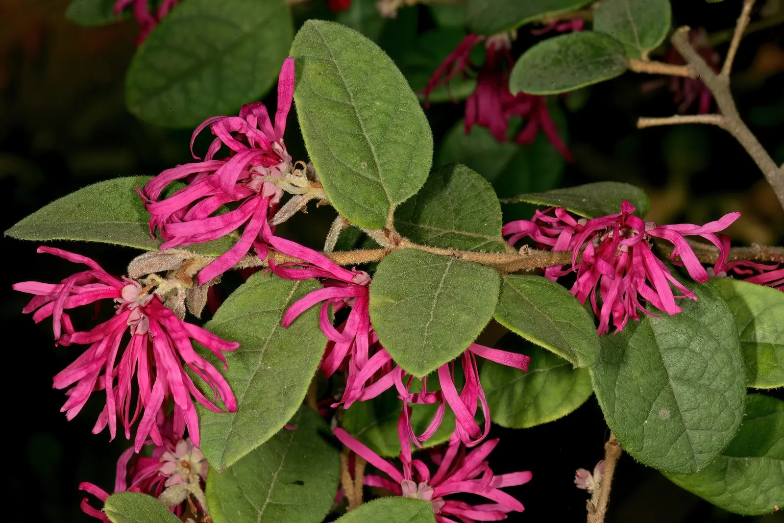 Fringe Flower (Loropetalum Chinense) — The Fringe Flower is an excellent choice for foundation plantings; loropetalum chinense requires well-draining soil and