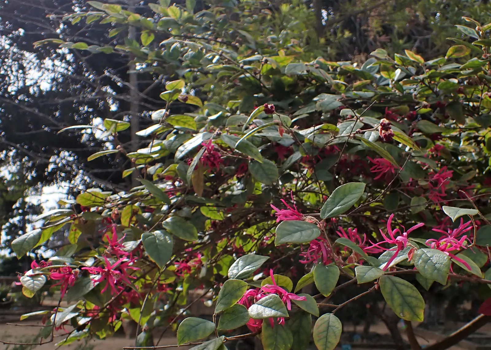 Fringe Flower (Loropetalum Chinense) — though dwarf varieties are also available for more compact spaces; is an evergreen shrub with a mounding, image 83