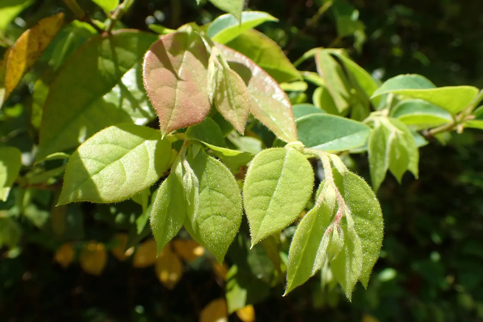 Fringe Flower (Loropetalum Chinense) — is an exquisite evergreen shrub native to the forests of Southeast Asia