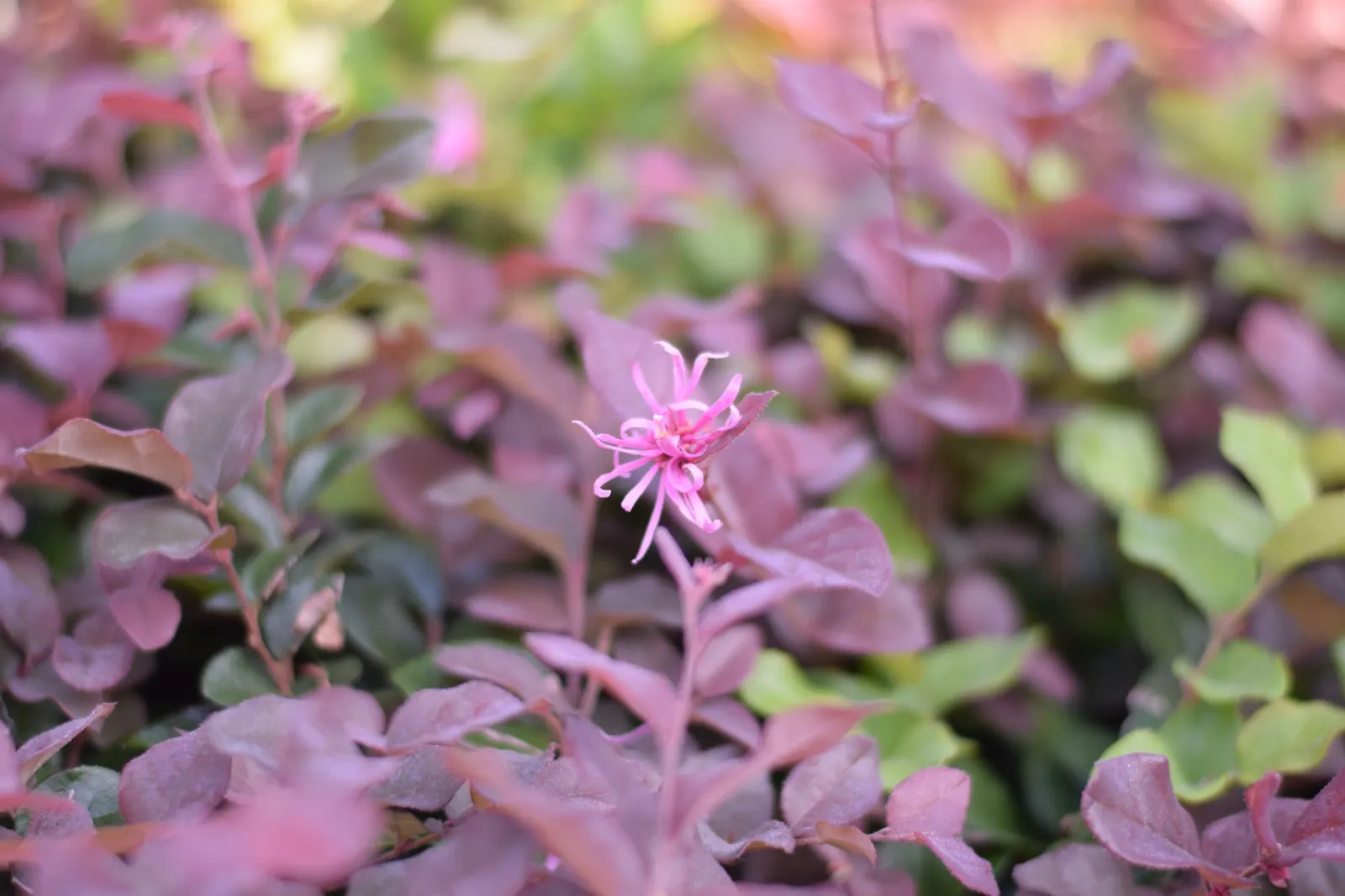 Fringe Flower (Loropetalum Chinense) — with intermittent blooming throughout the summer and fall; prune lightly to maintain shape and encourage dense growth