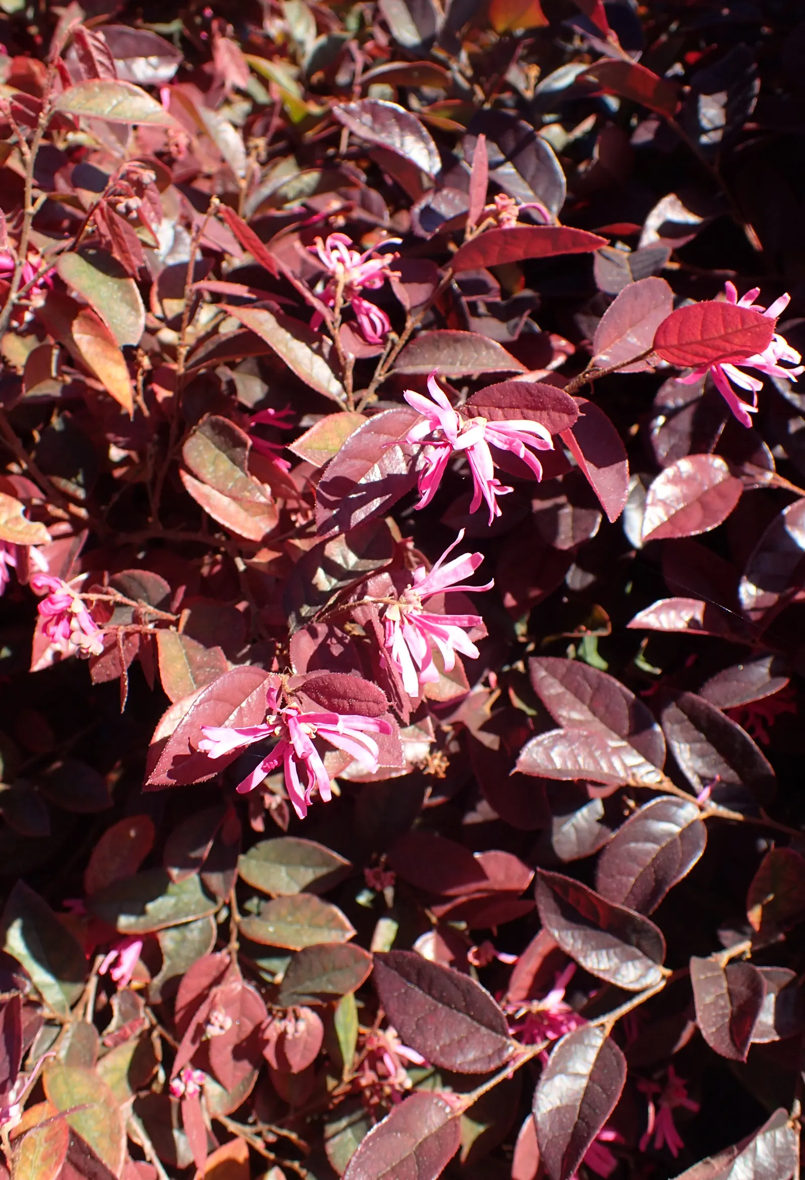 Fringe Flower (Loropetalum Chinense) — Its striking foliage can range from rich green to deep purple or burgundy