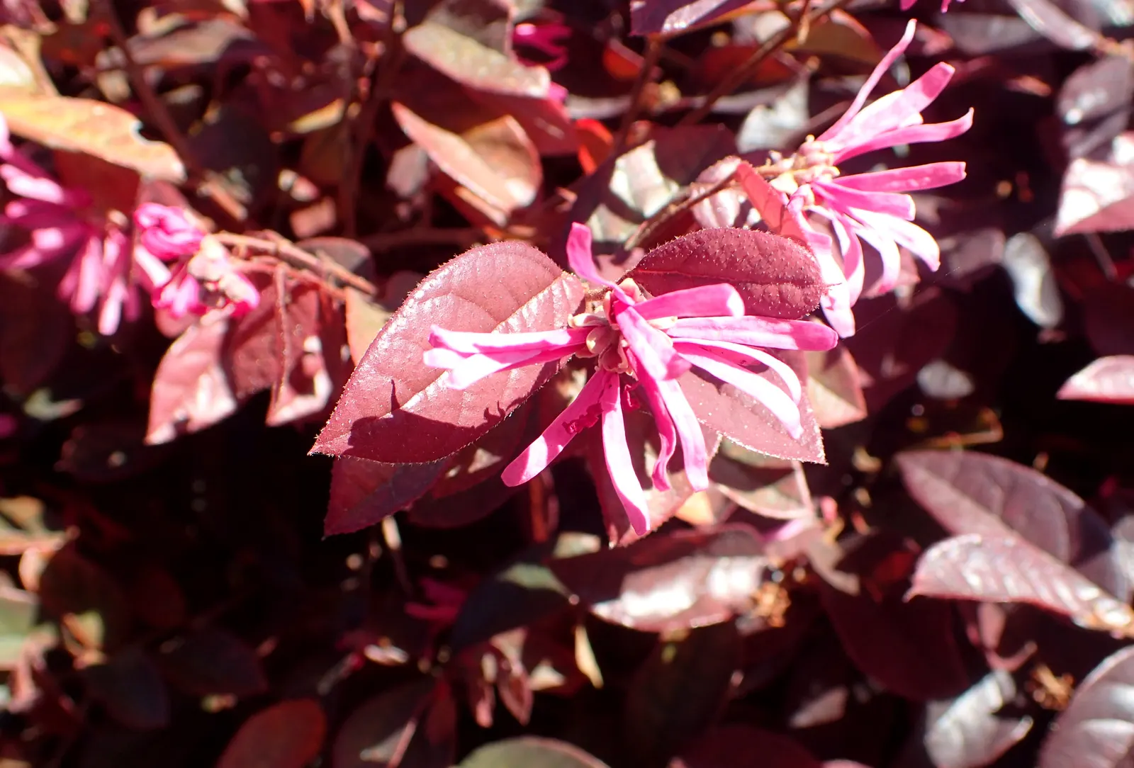 Fringe Flower (Loropetalum Chinense) — though dwarf varieties are also available for more compact spaces