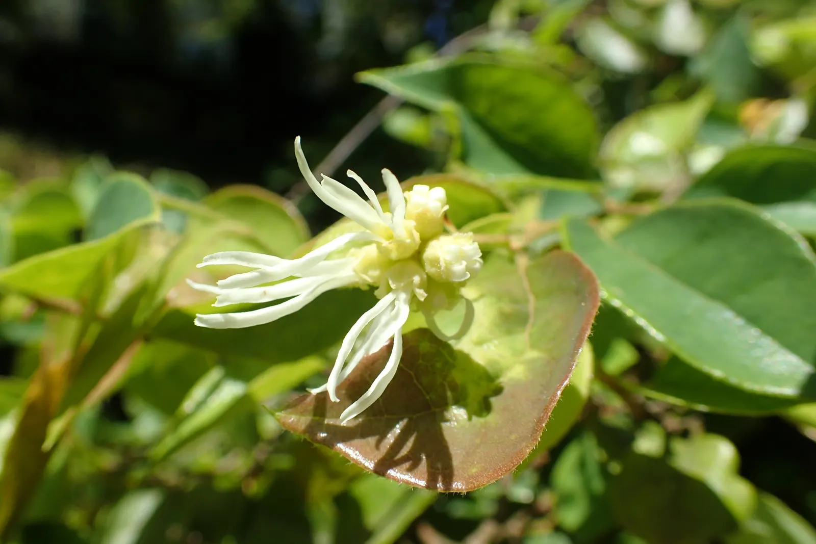 Fringe Flower (Loropetalum Chinense) — ribbon-like blooms which appear in abundance during the spring; shrub with white blooms